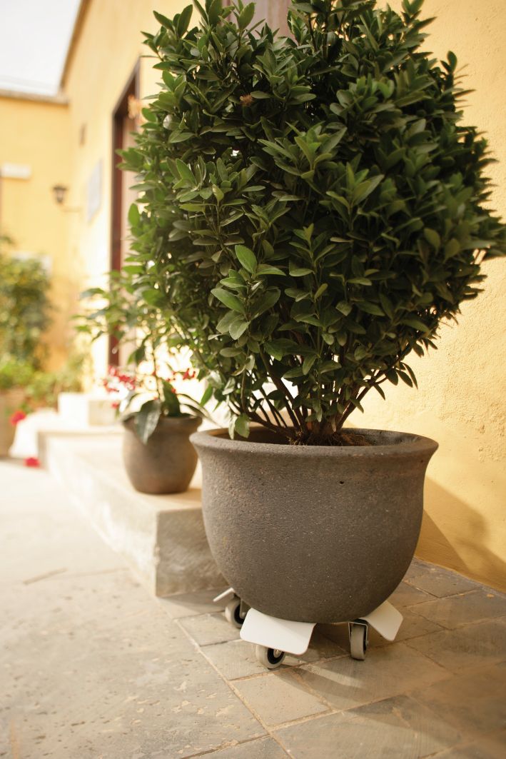 pflanzuntersetzer-pflanzenroller-lorry-ambiente